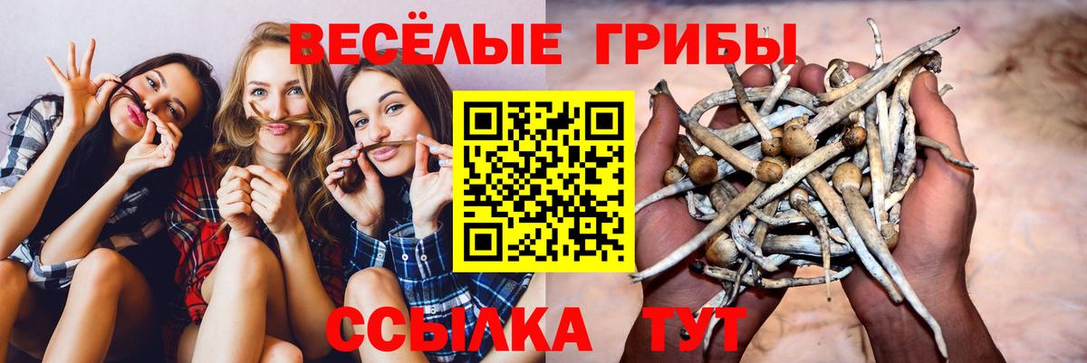 Галлюциногенные грибы Psilocybine cubensis Магнитогорск